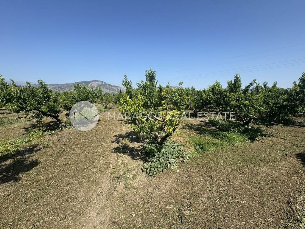 Αγροτεμάχια 13.800 τ.μ. προς πώληση, Άργος