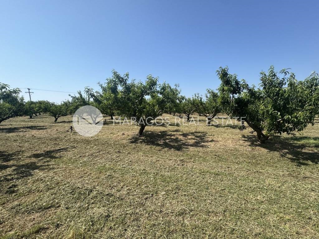 Αγροτεμάχια 13.800 τ.μ. προς πώληση, Άργος