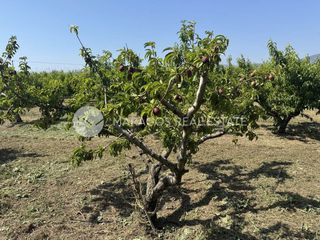 Αγροτεμάχια 13.800 τ.μ. για πώληση