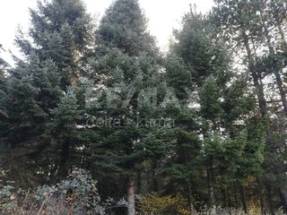 Άλλο 120 τ.μ. για πώληση, Ν. Λάρισας, Καρυά-thumb-16