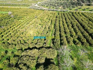 Αγροτεμάχια 7.000 τ.μ. για πώληση, Αργολίδα, Μυκήνες-thumb-12