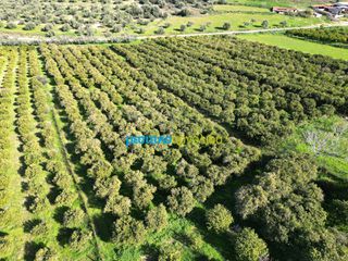 Αγροτεμάχια 7.000 τ.μ. για πώληση, Αργολίδα, Μυκήνες-thumb-13