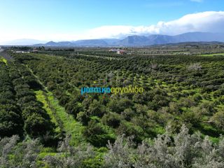 Αγροτεμάχια 7.000 τ.μ. για πώληση, Αργολίδα, Μυκήνες-thumb-19