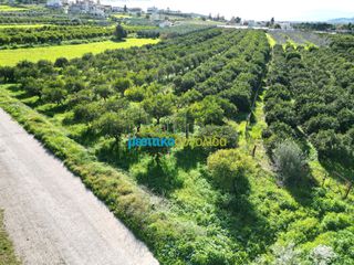 Αγροτεμάχια 7.000 τ.μ. για πώληση, Αργολίδα, Μυκήνες-thumb-5
