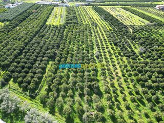 Αγροτεμάχια 7.000 τ.μ. για πώληση, Αργολίδα, Μυκήνες-thumb-7