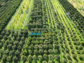 Αγροτεμάχια 7.000 τ.μ. για πώληση, Αργολίδα, Μυκήνες-thumb-10