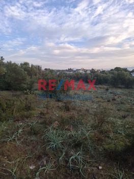 Αγροτεμάχια 3.181 τ.μ. για πώληση