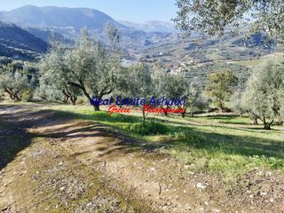 Αγροτεμάχια 12.246 τ.μ. για πώληση, Αχαΐα, Αιγιάλεια-thumb-6