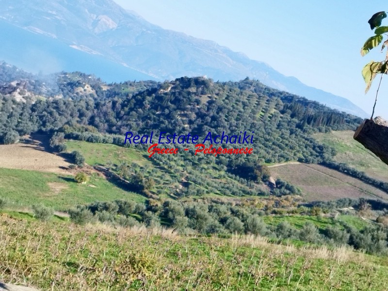 Αγροτεμάχια 12.246 τ.μ. για πώληση, Αχαΐα, Αιγιάλεια