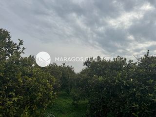 Αγροτεμάχια 7.500 τ.μ. για πώληση, Αργολίδα, Νέα Κίος-thumb-1