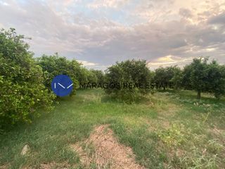 Αγροτεμάχια 10.000 τ.μ. για πώληση