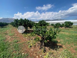 Αγροτεμάχια 10.000 τ.μ. για πώληση, Αργολίδα, Μιδέα-thumb-3