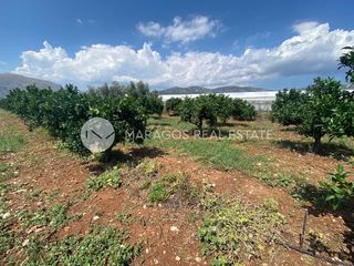 Αγροτεμάχια 10.000 τ.μ. για πώληση, Αργολίδα, Μιδέα-thumb-5