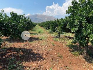 Αγροτεμάχια 10.000 τ.μ. για πώληση, Αργολίδα, Μιδέα-thumb-9