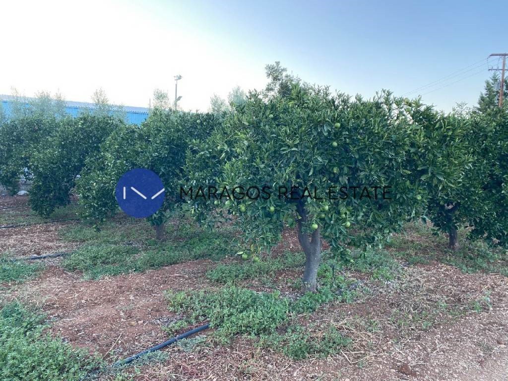 Αγροτεμάχια 12.000 τ.μ. προς πώληση, Κέντρο Άργους