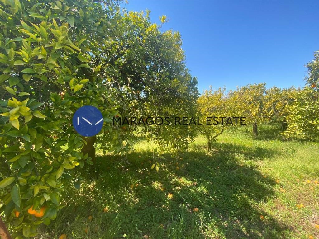 Οικόπεδο 5.300 τ.μ. προς πώληση, Δαλαμανάρα