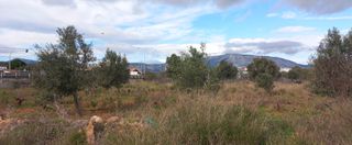 Αγροτεμάχια 2.028 τ.μ. πρός ενοικίαση, Αττική - Υπόλοιπο, Μαρκόπουλο-thumb-11