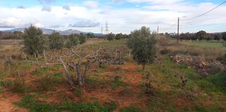 Αγροτεμάχια 2.028 τ.μ. πρός ενοικίαση, Αττική - Υπόλοιπο, Μαρκόπουλο-thumb-19