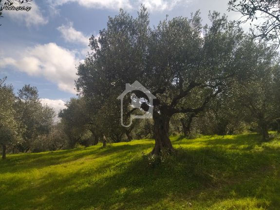 Αγροτεμάχια 10.000 τ.μ. για πώληση, Μεσσηνία, Νέστορας