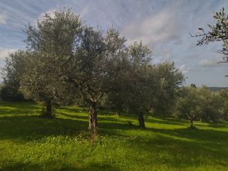 Αγροτεμάχια 10.000 τ.μ. για πώληση, Μεσσηνία, Νέστορας-thumb-1