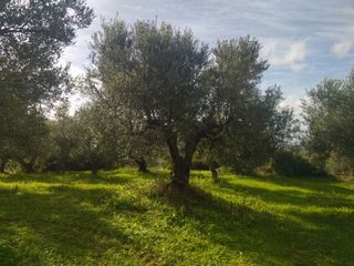 Αγροτεμάχια 10.000 τ.μ. για πώληση, Μεσσηνία, Νέστορας-thumb-2
