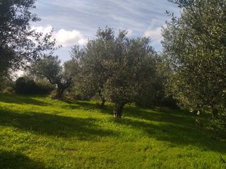 Αγροτεμάχια 10.000 τ.μ. για πώληση, Μεσσηνία, Νέστορας-thumb-4