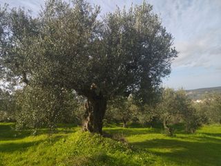 Αγροτεμάχια 10.000 τ.μ. για πώληση, Μεσσηνία, Νέστορας-thumb-6