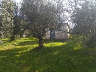 Αγροτεμάχια 10.000 τ.μ. για πώληση, Μεσσηνία, Νέστορας-thumb-7