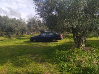 Αγροτεμάχια 10.000 τ.μ. για πώληση, Μεσσηνία, Νέστορας-thumb-10