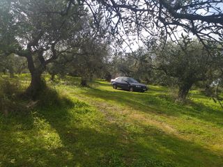 Αγροτεμάχια 10.000 τ.μ. για πώληση, Μεσσηνία, Νέστορας-thumb-12
