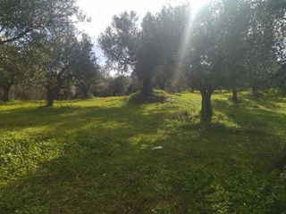 Αγροτεμάχια 10.000 τ.μ. για πώληση, Μεσσηνία, Νέστορας-thumb-13