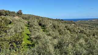 Οικόπεδο 5.000 τ.μ. για πώληση