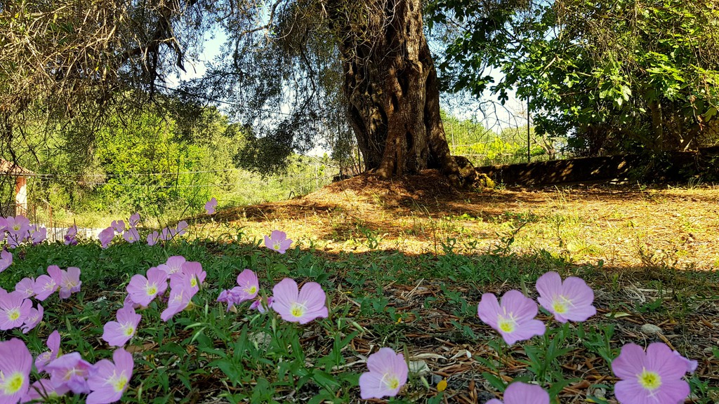Οικόπεδο 521 τ.μ. προς πώληση, Ν. Κέρκυρας, Κέρκυρα