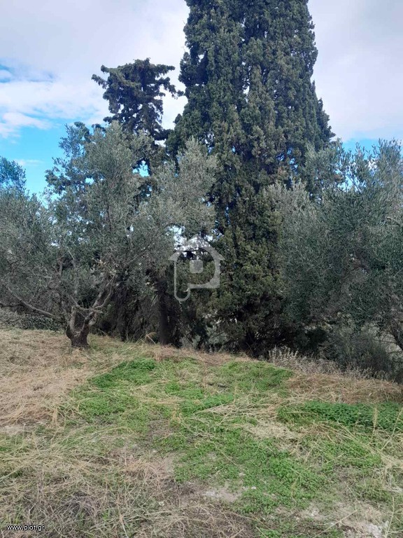 Αγροτεμάχια 700 τ.μ. προς πώληση, Τσιβαράς