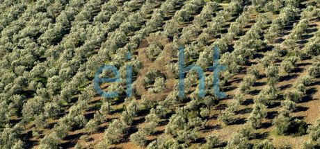 Αγροτεμάχια 120.000 τ.μ. προς πώληση