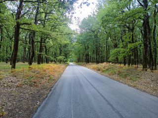 Συντήρηση κήπων