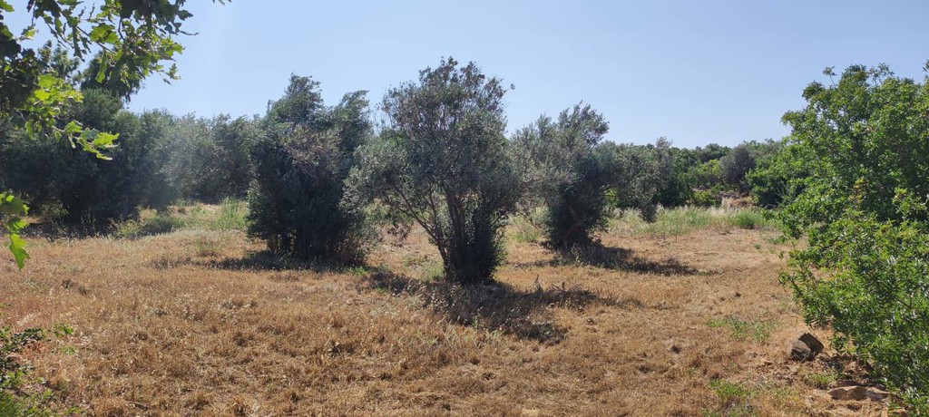Οικόπεδο 1.640,76 τ.μ. προς πώληση, Άγιος Μηνάς Χίου
