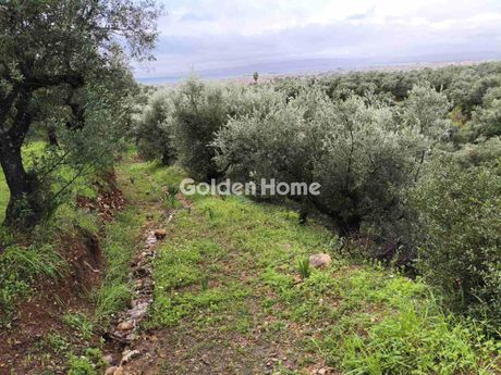 Αγροτεμάχια 6.170 τ.μ. για πώληση