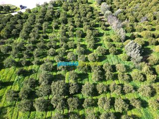 Οικόπεδο 7.632,75 τ.μ. προς πώληση, Μοναστηράκι Μυκηνών-thumb-11