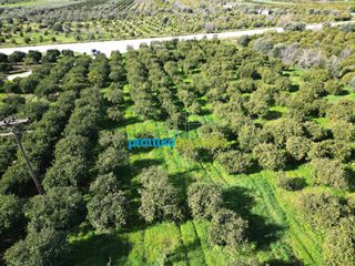 Οικόπεδο 7.632,75 τ.μ. προς πώληση, Μοναστηράκι Μυκηνών-thumb-5