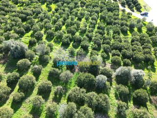 Οικόπεδο 7.632,75 τ.μ. προς πώληση, Μοναστηράκι Μυκηνών-thumb-14