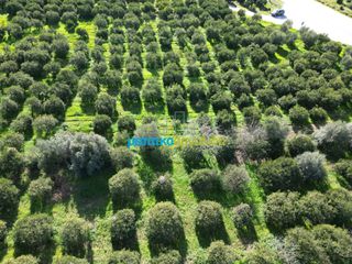 Οικόπεδο 7.632,75 τ.μ. προς πώληση, Μοναστηράκι Μυκηνών-thumb-13