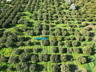 Οικόπεδο 7.632,75 τ.μ. προς πώληση, Μοναστηράκι Μυκηνών-thumb-10