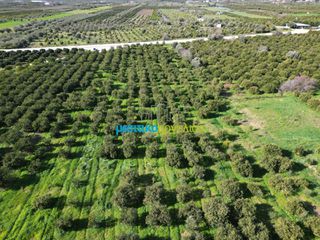 Οικόπεδο 7.632,75 τ.μ. προς πώληση, Μοναστηράκι Μυκηνών-thumb-8