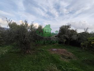 Αγροτεμάχια 12.000 τ.μ. για πώληση