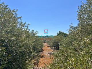 Αγροτεμάχια 3.562 τ.μ. για πώληση, Ν. Καβάλας, Ελευθερές-thumb-2
