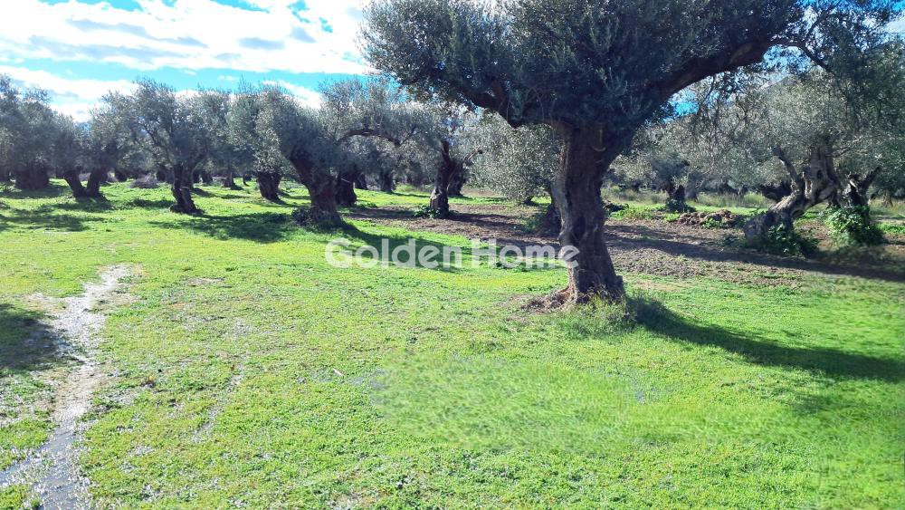Αγροτεμάχια 1.312 τ.μ. προς πώληση, Παραλία Τολοφώνας