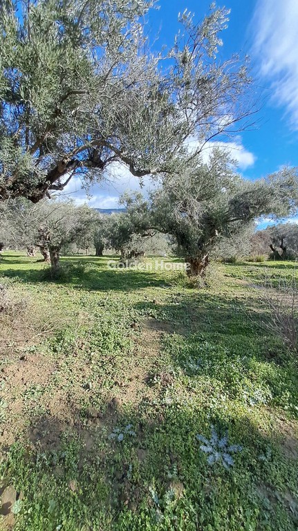 Αγροτεμάχια 1.312 τ.μ. προς πώληση, Παραλία Τολοφώνας