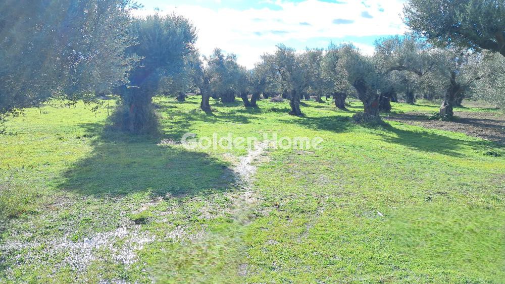 Αγροτεμάχια 1.312 τ.μ. προς πώληση, Παραλία Τολοφώνας
