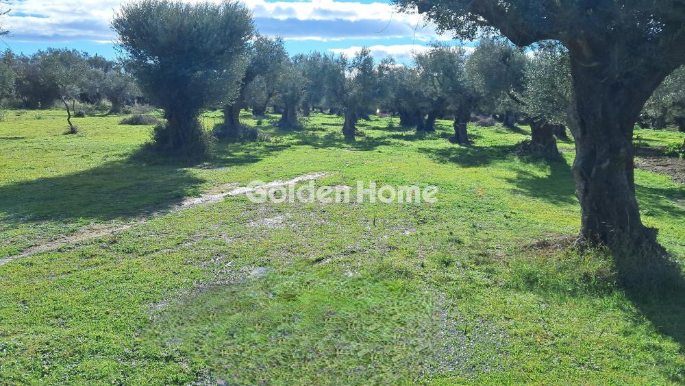 Αγροτεμάχια 1.312 τ.μ. προς πώληση, Παραλία Τολοφώνας